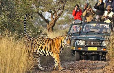 Golden Triangle with Tiger tour